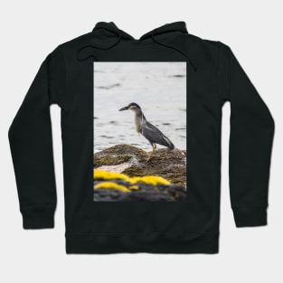 Black-crowned night heron 4 Hoodie